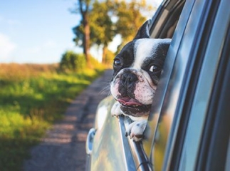 Voyage animal